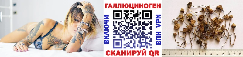 цена   Пыталово  Галлюциногенные грибы Cubensis 